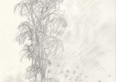 Mine de plomb 2012, 17.5x25cm 3