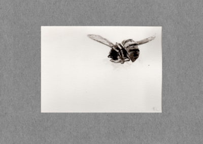 Abeilles, Lavis 2021, 12.5x30 7cm 2
