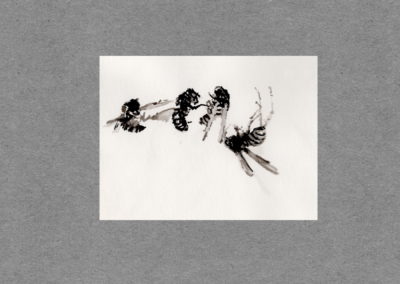 Abeilles, Lavis 2021, 12.5x30 7cm 4