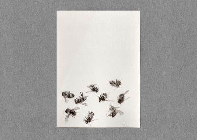 Abeilles, Lavis 2021, 12.5x30 7cm 5