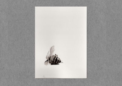 Abeilles, Lavis 2021, 12.5x30 7cm 6